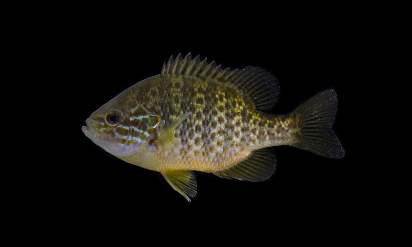 Invasive in Switzerland, pumpkinseed Lepomis gibbosus is native to north America 